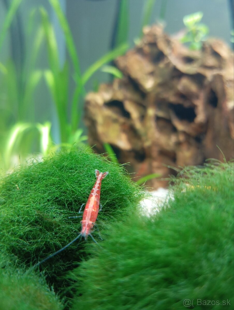 Krevetky Neocaridina 0,70€