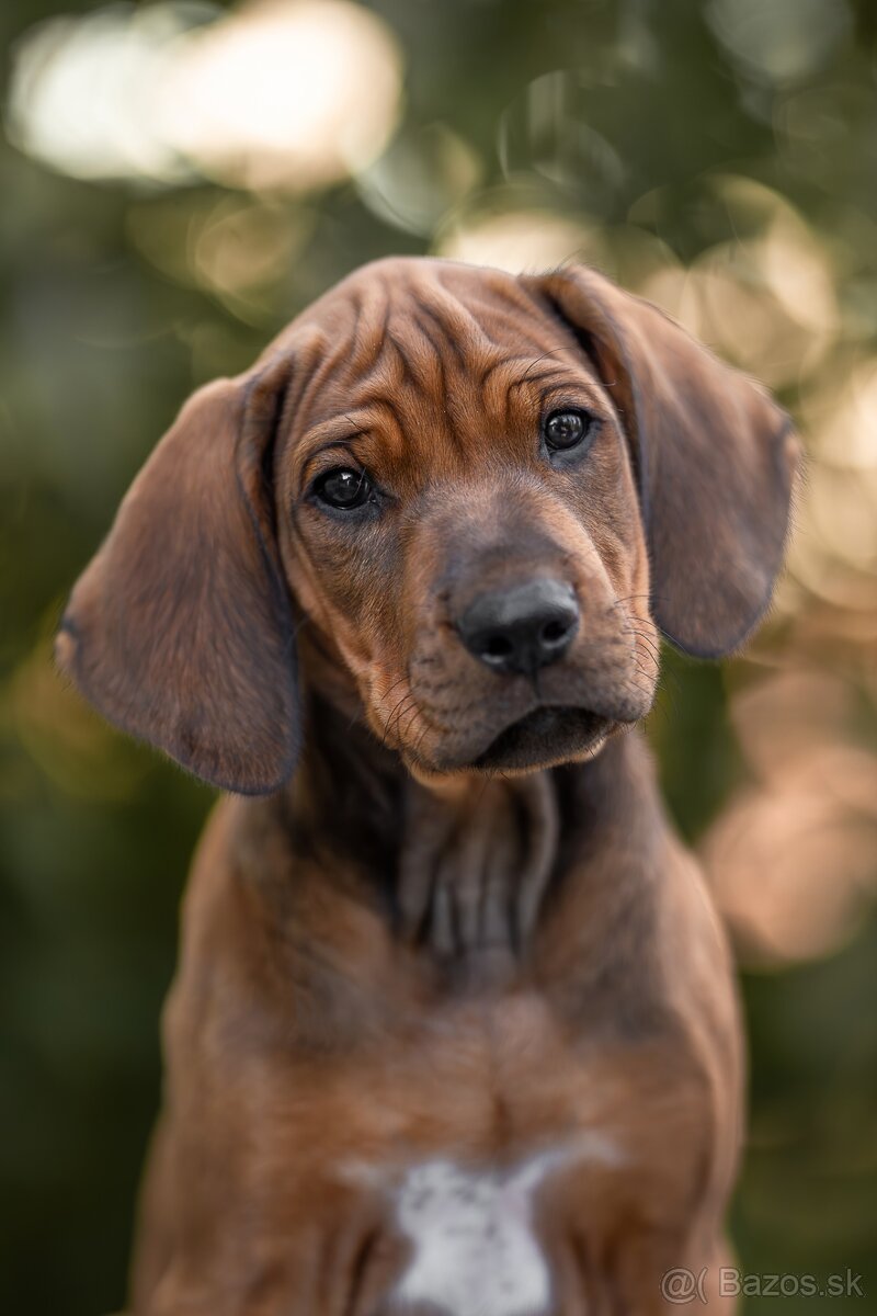 Rhodesian ridgeback šteniatka s PP