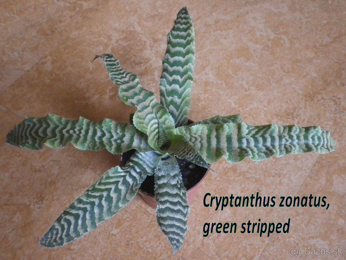 Terarijné bromélie Cryptanthus