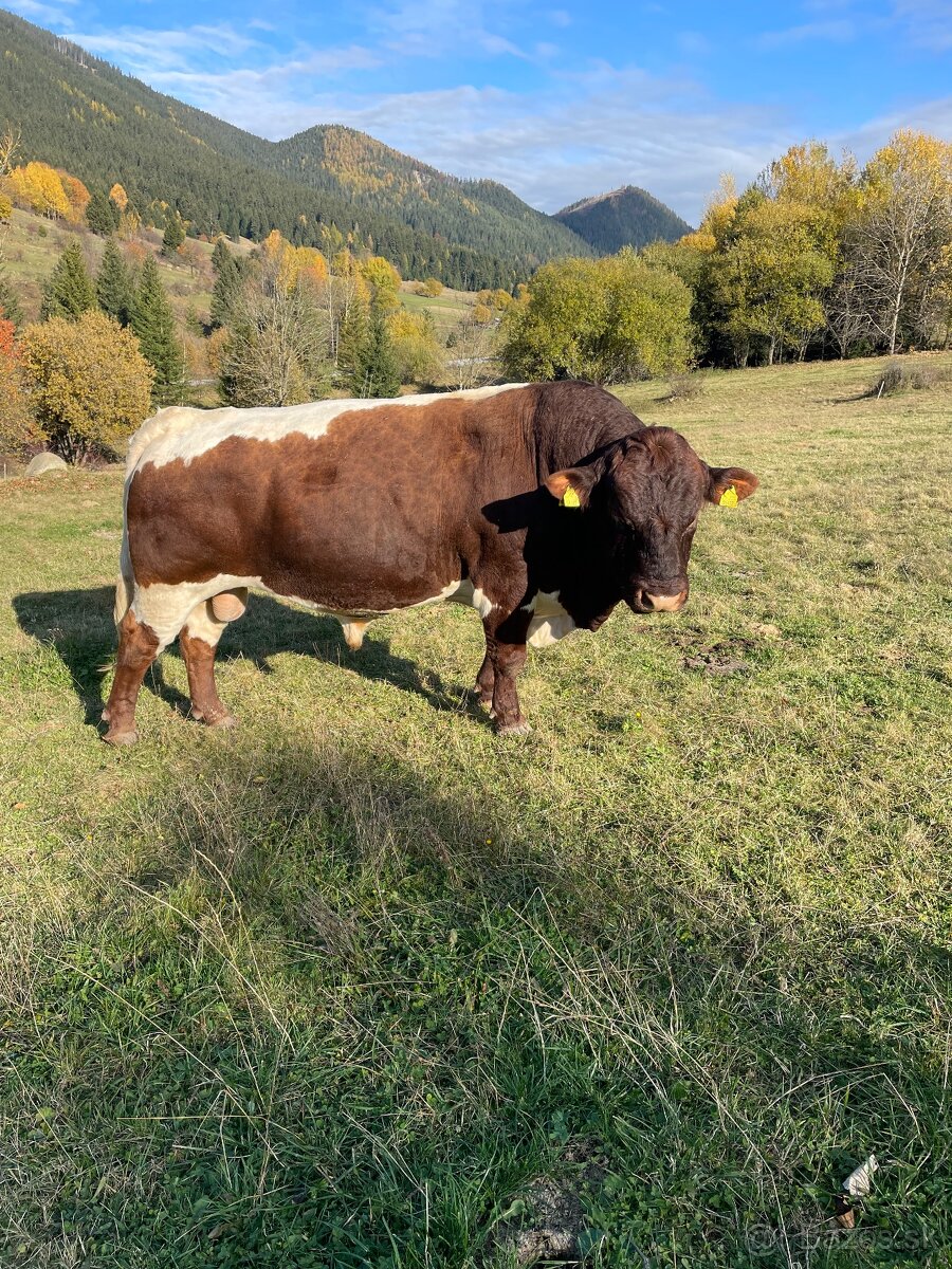 Plemenný býk pinzgau