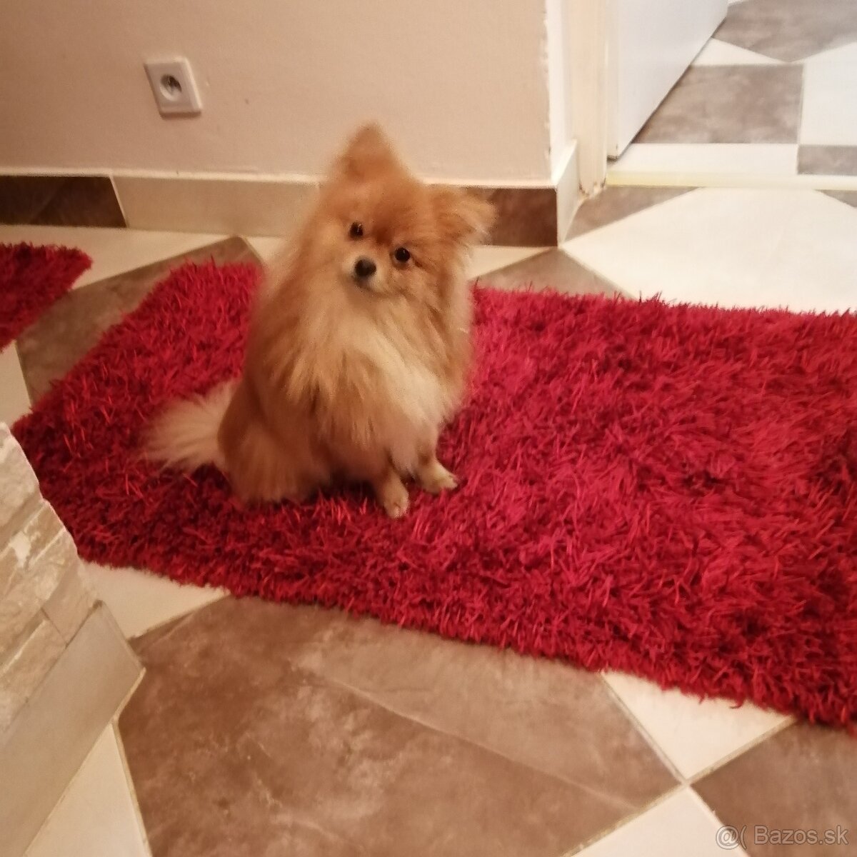 Pomeranian