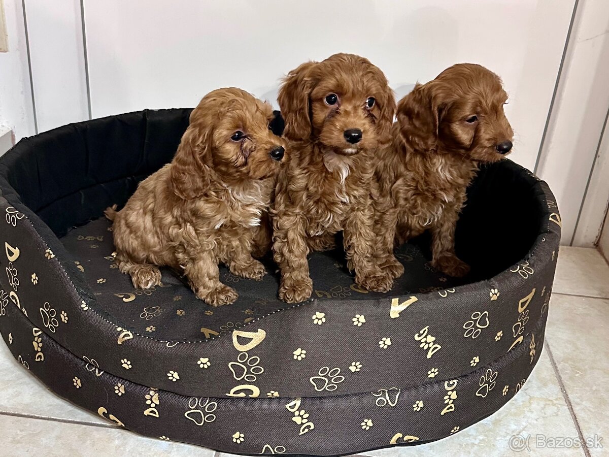 Cavapoo, cavalier,pudel