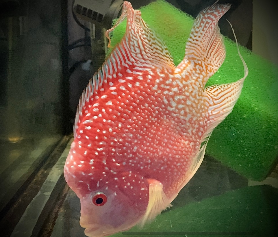 Flowerhorn Fireman s dream 1