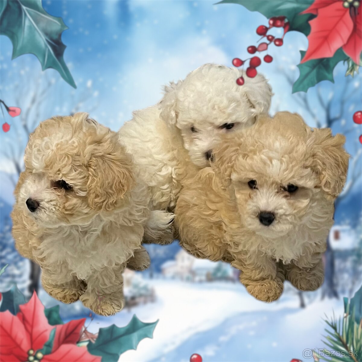 Maltipoo