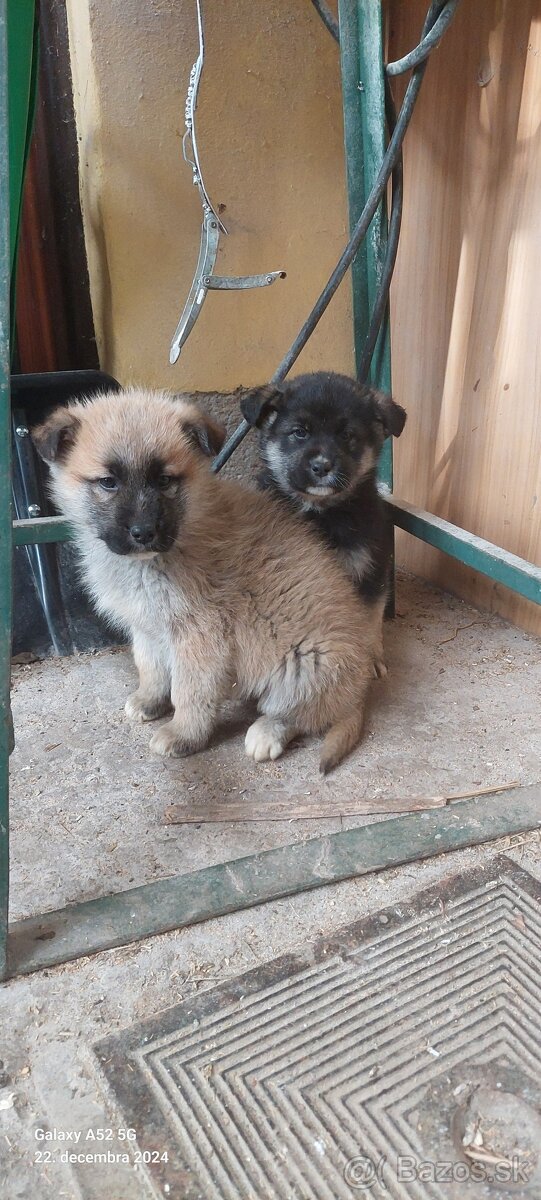 Šťeňatá kríženec [nemecký ovčiak X slovenský čuvač]