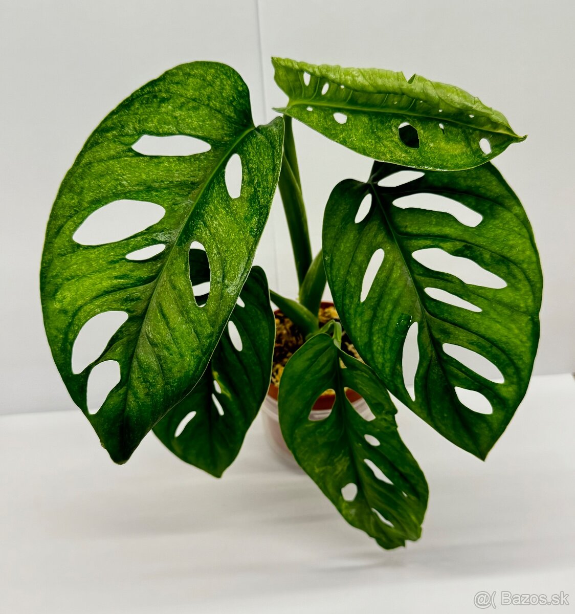 Monstera Adansonii Mint