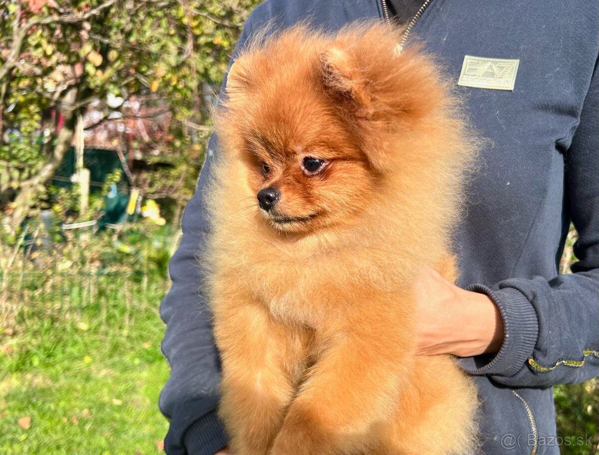 Pomeranian