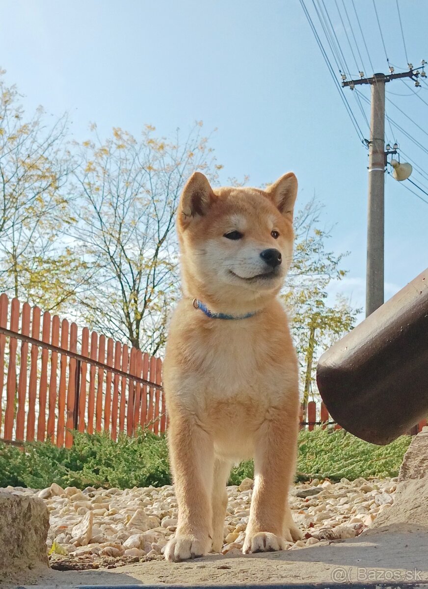 Shiba inu psík s PP