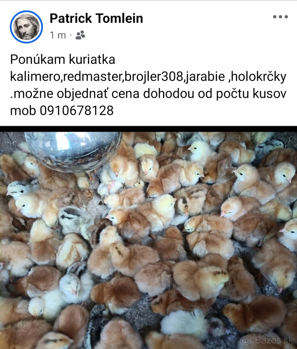 Ponúkam kuriatka rôzne možné objednať.