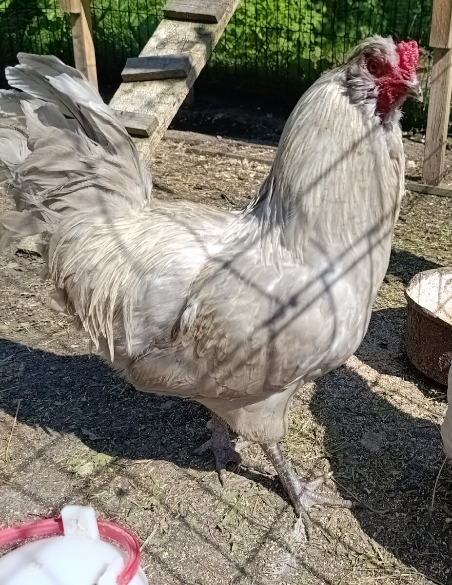 Araucana levanduľová