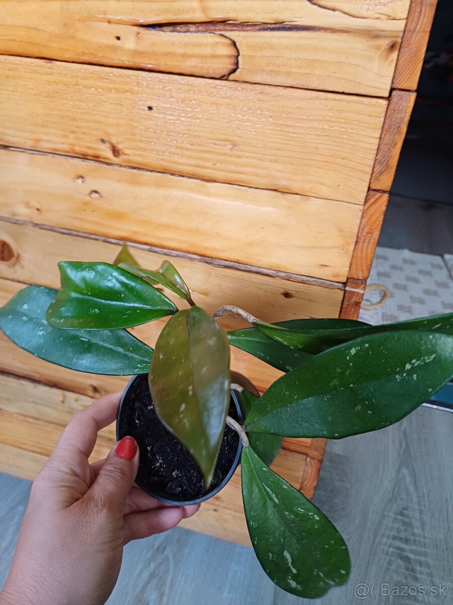 Hoya red carnosa