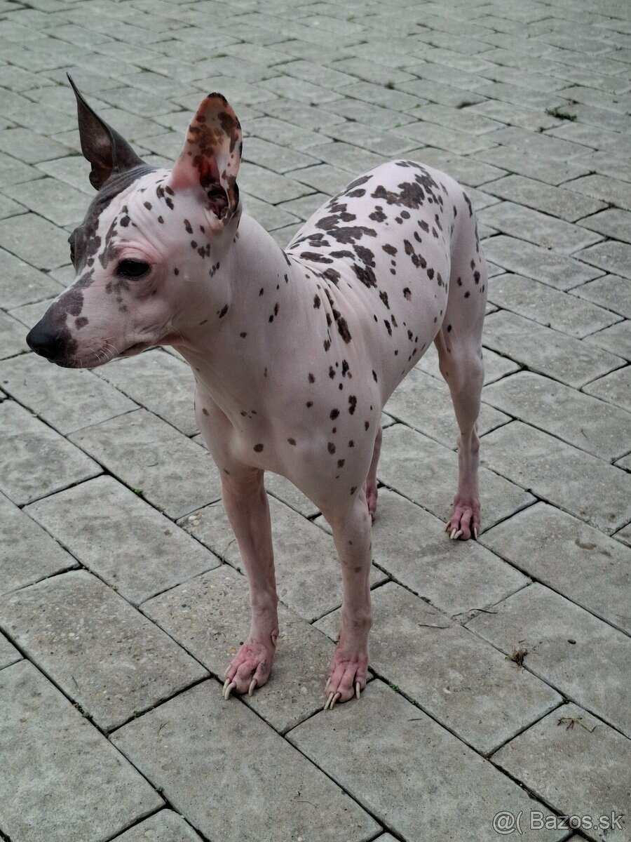 Americký bezsrstý teriér AHT American Hairless Terrier s PP