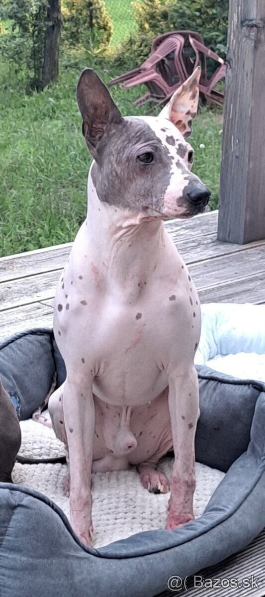 Americký bezsrstý teriér AHT American Hairless Terrier s PP