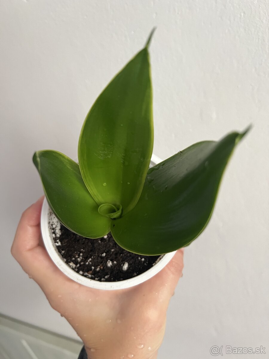 Svokrine jazyk sansevieria Hahnii Emerald