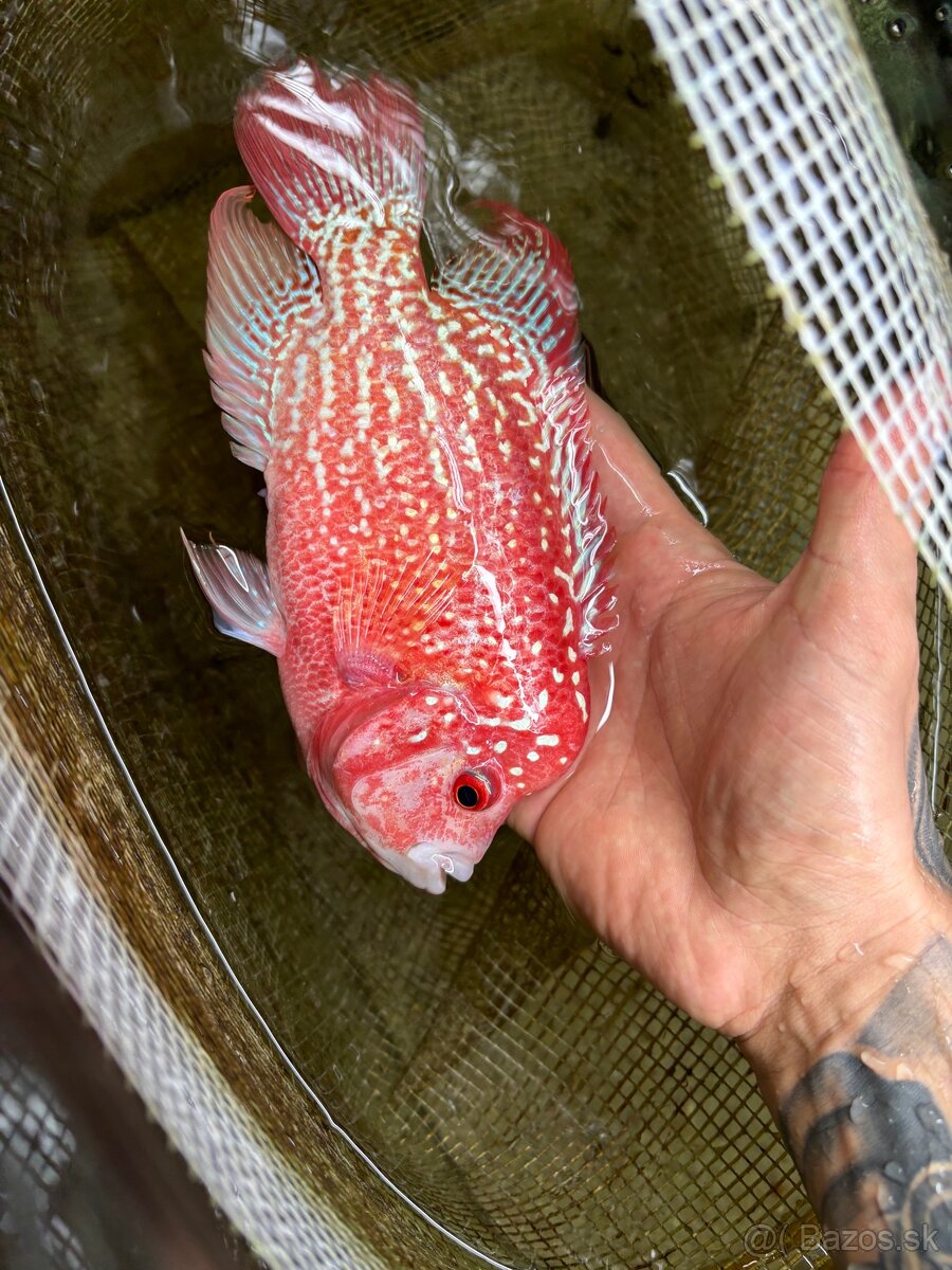 Flowerhorn King Kamfa Golden Basse Fader samica