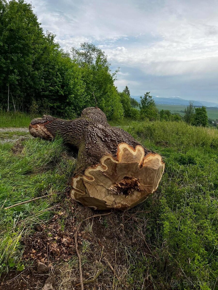 DUBOVÁ GULATINA / Kmeň Nadrozmer