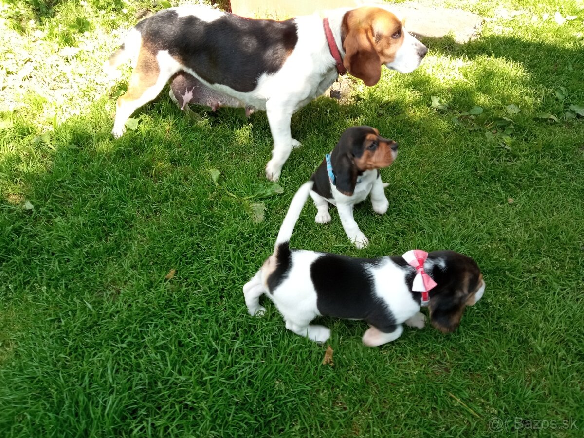 Beagle,bígl,bígel