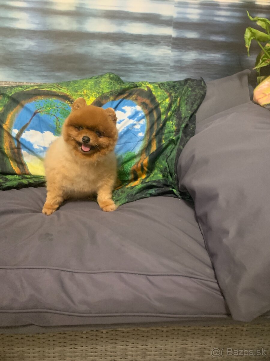 Pomeranian