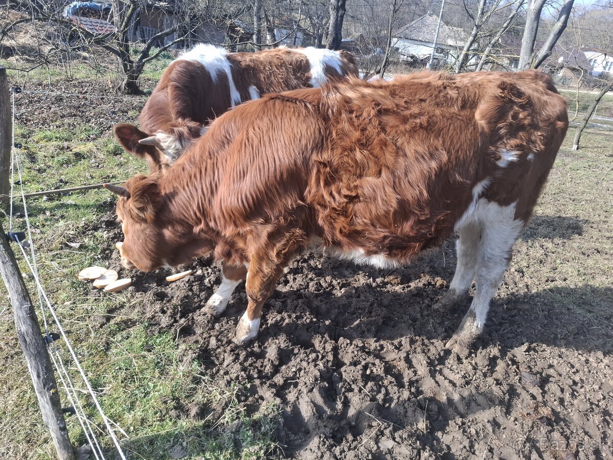 Predám býka a jalovicku