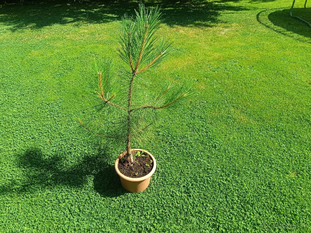 Stromček Borovica čierna - 90cm