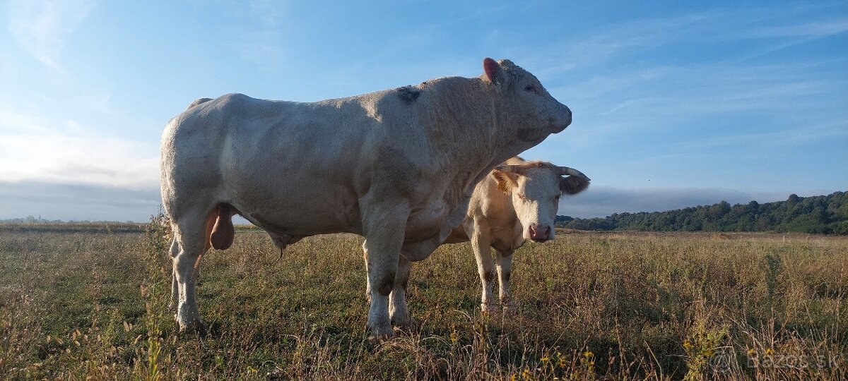 Predám plemenného býka charolais