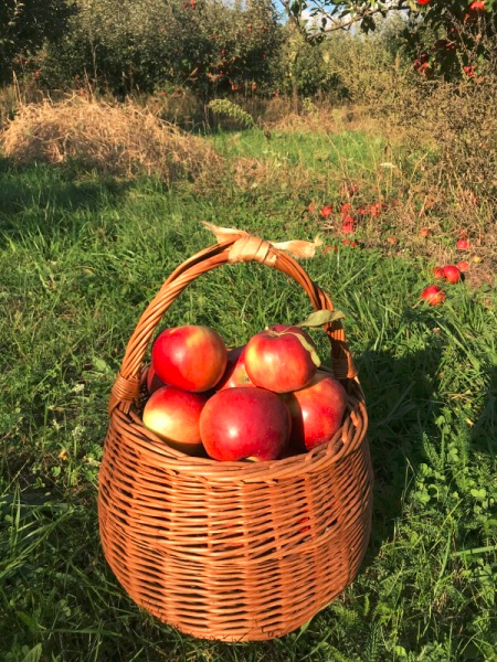 Predaj jabĺk formou samozberu odroda Rubín