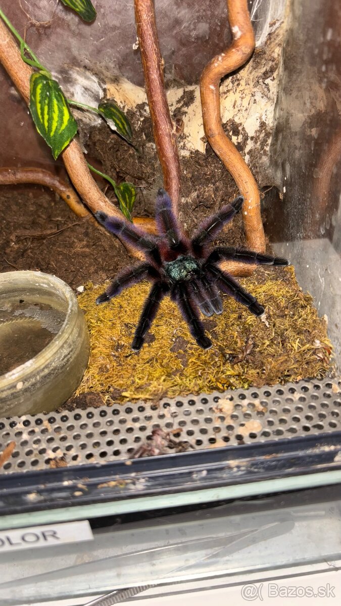 Vtáčkar, Pavúk, Tarantula