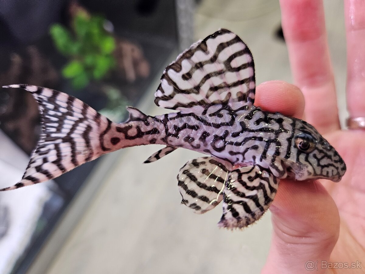 Pleco, Hypancistrus, Ancistrus long fin, sumce