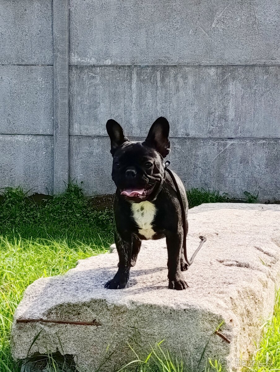 Francúzsky buldoček s PP/French bulldog