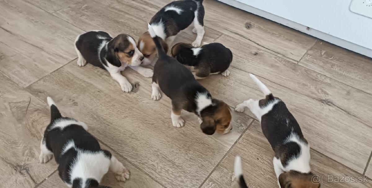 Bigel,Bígl,Beagle,Bigl