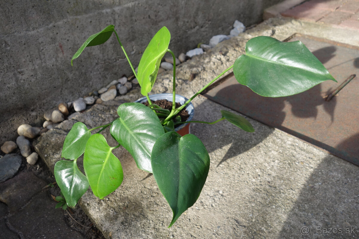 Monstera deliciosa