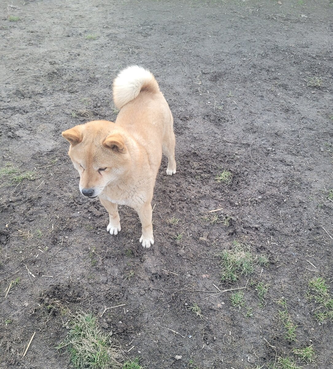 Shiba inu