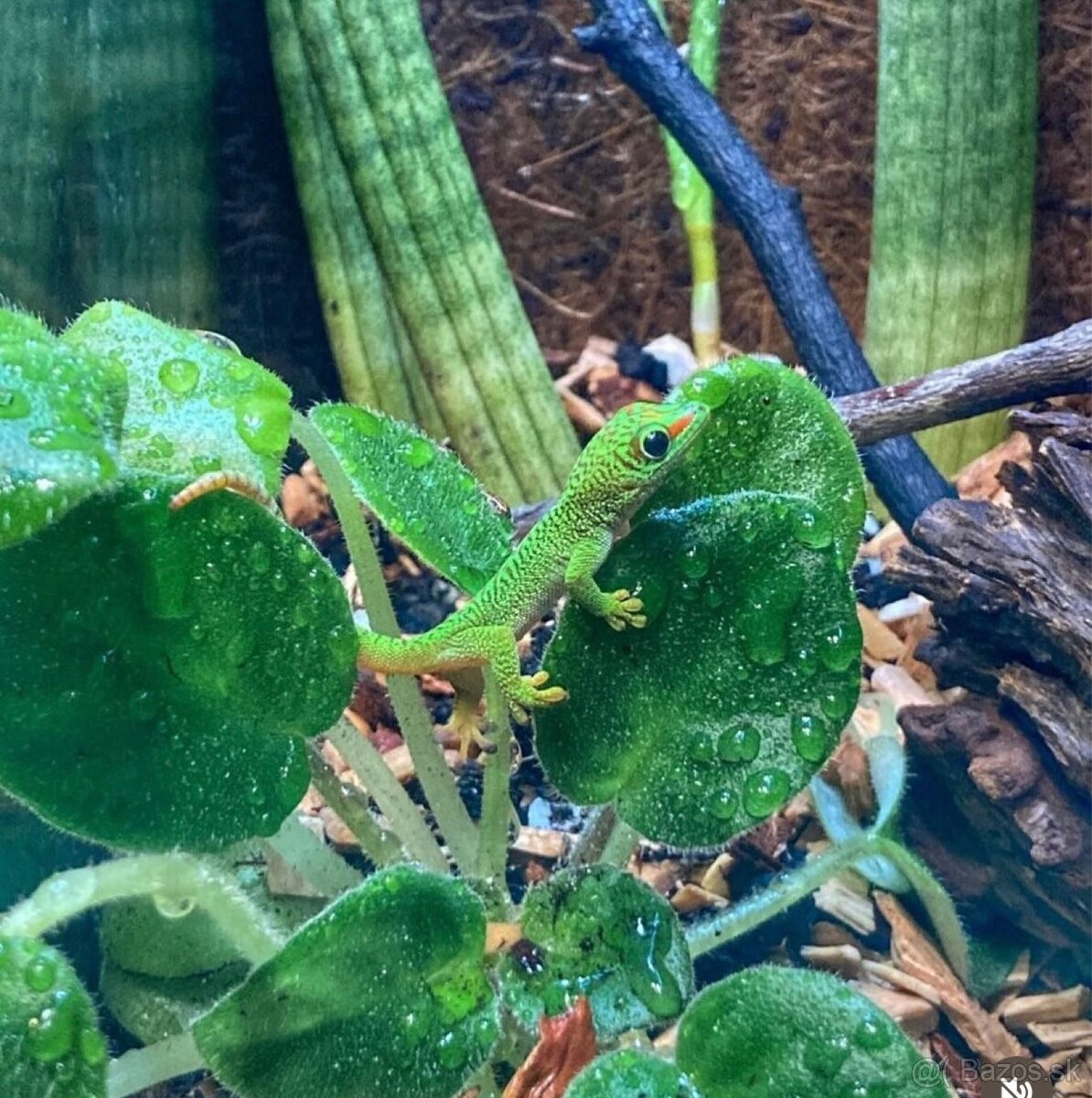 Phelsuma madagascariensis