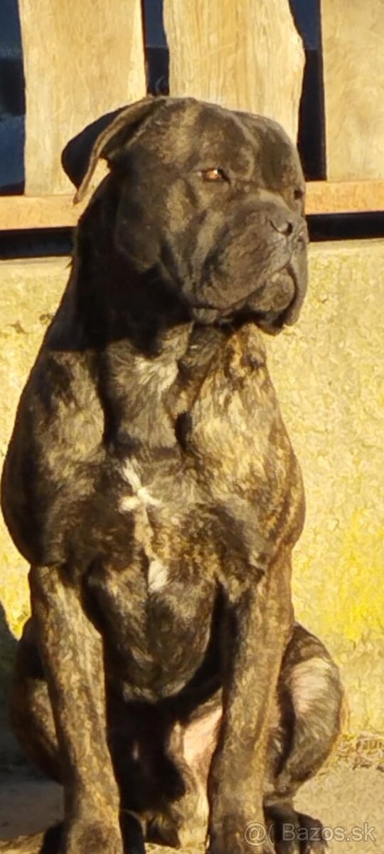 CaneCorso Šteniatka