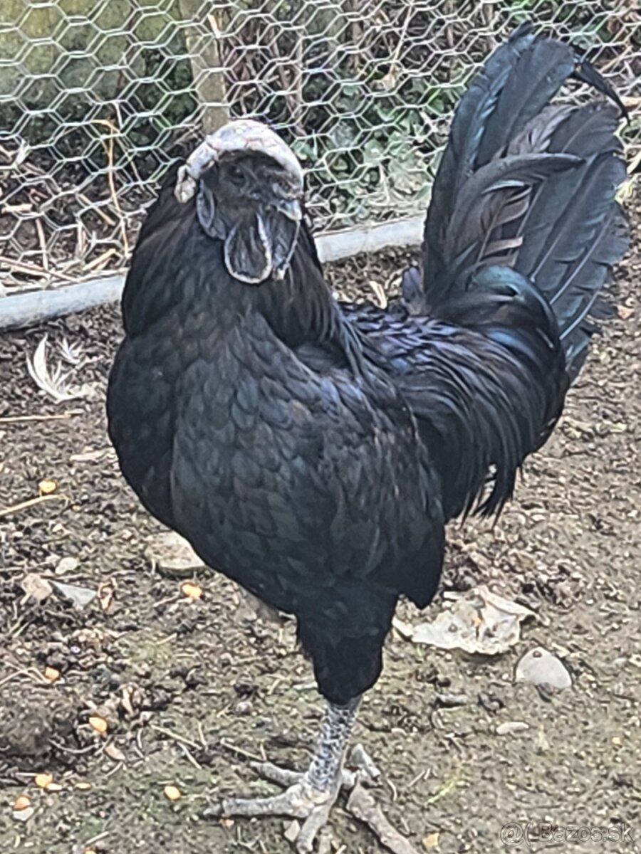 Predám kohúta Ayam Cemani, kohúta Hodvábničky