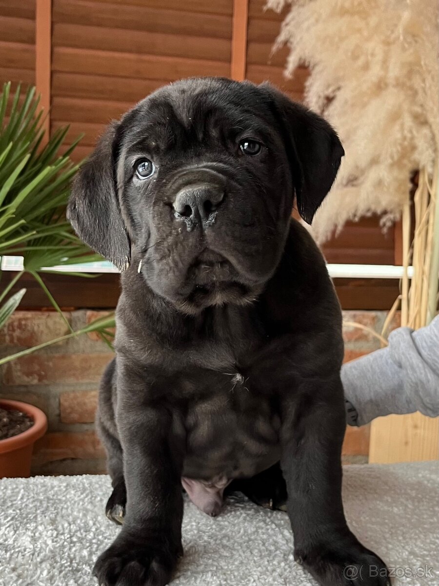 Cane Corso