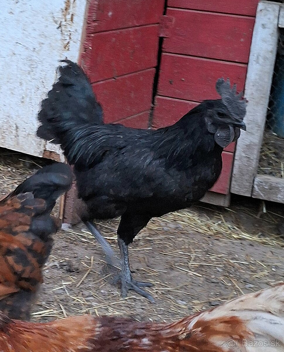 Ayam Cemani