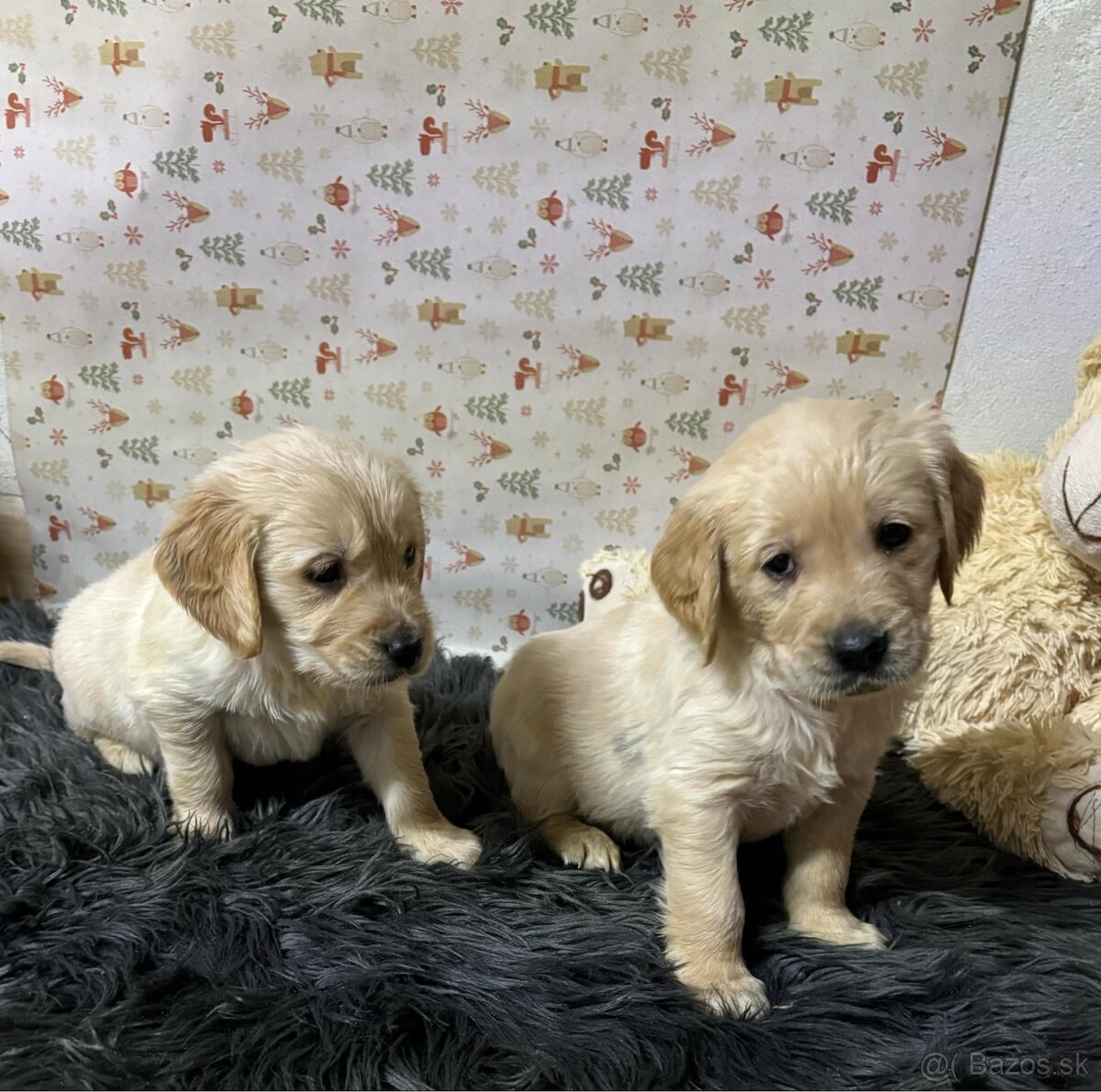 Zlatý retriever/ Golden retriever