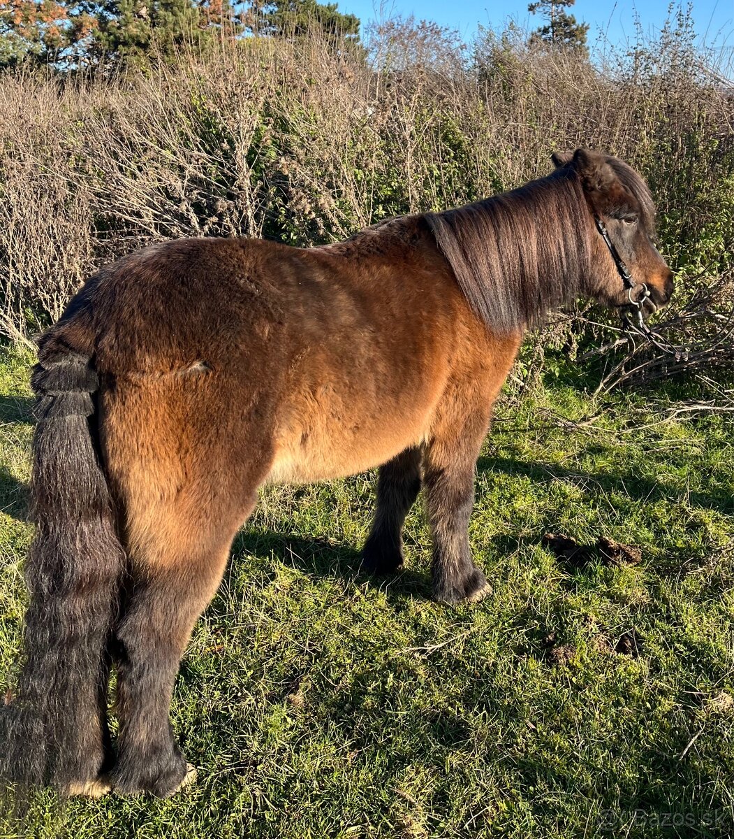 Pony kobylka pre deti