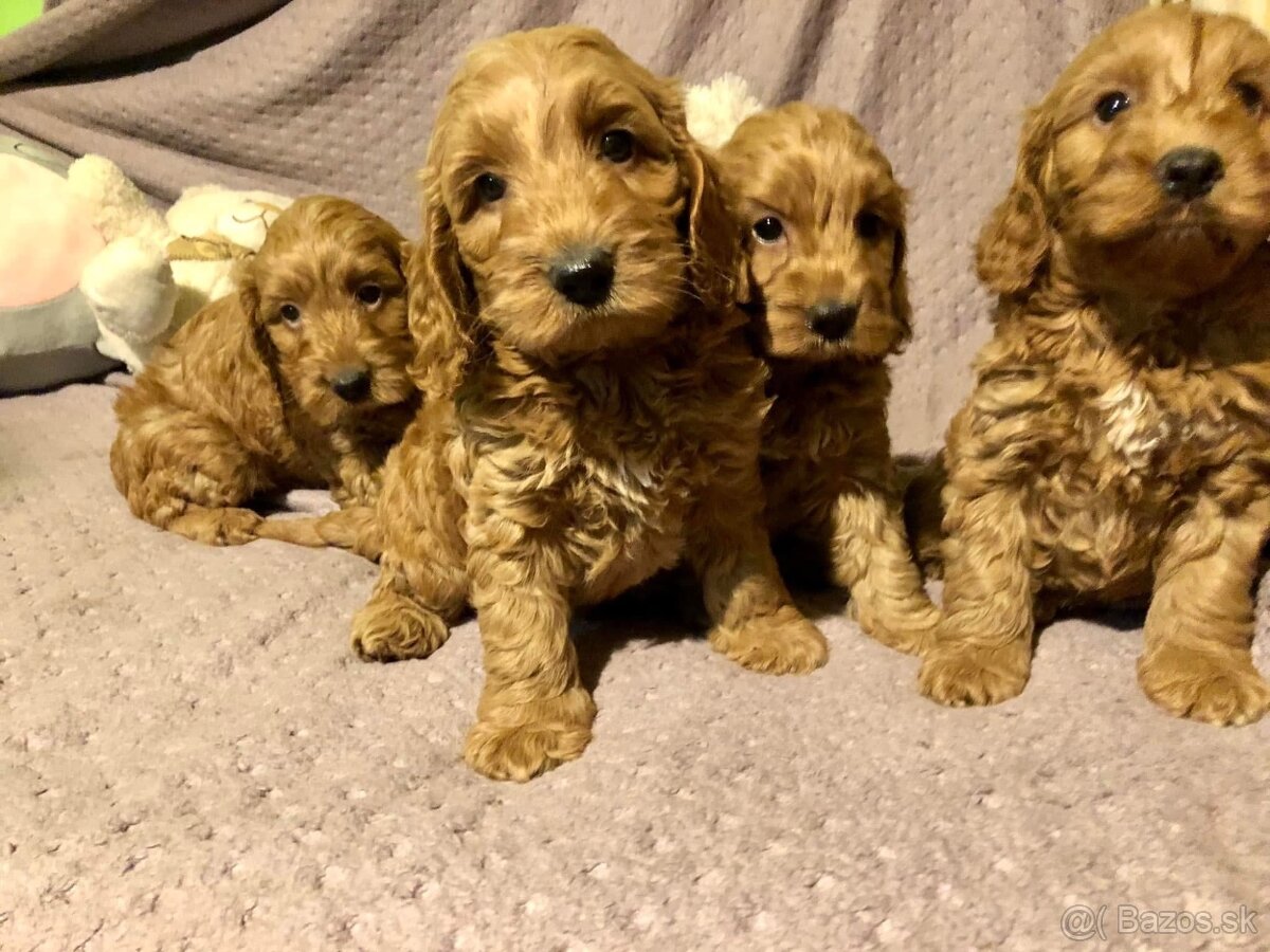 Cockapoo cavapoo