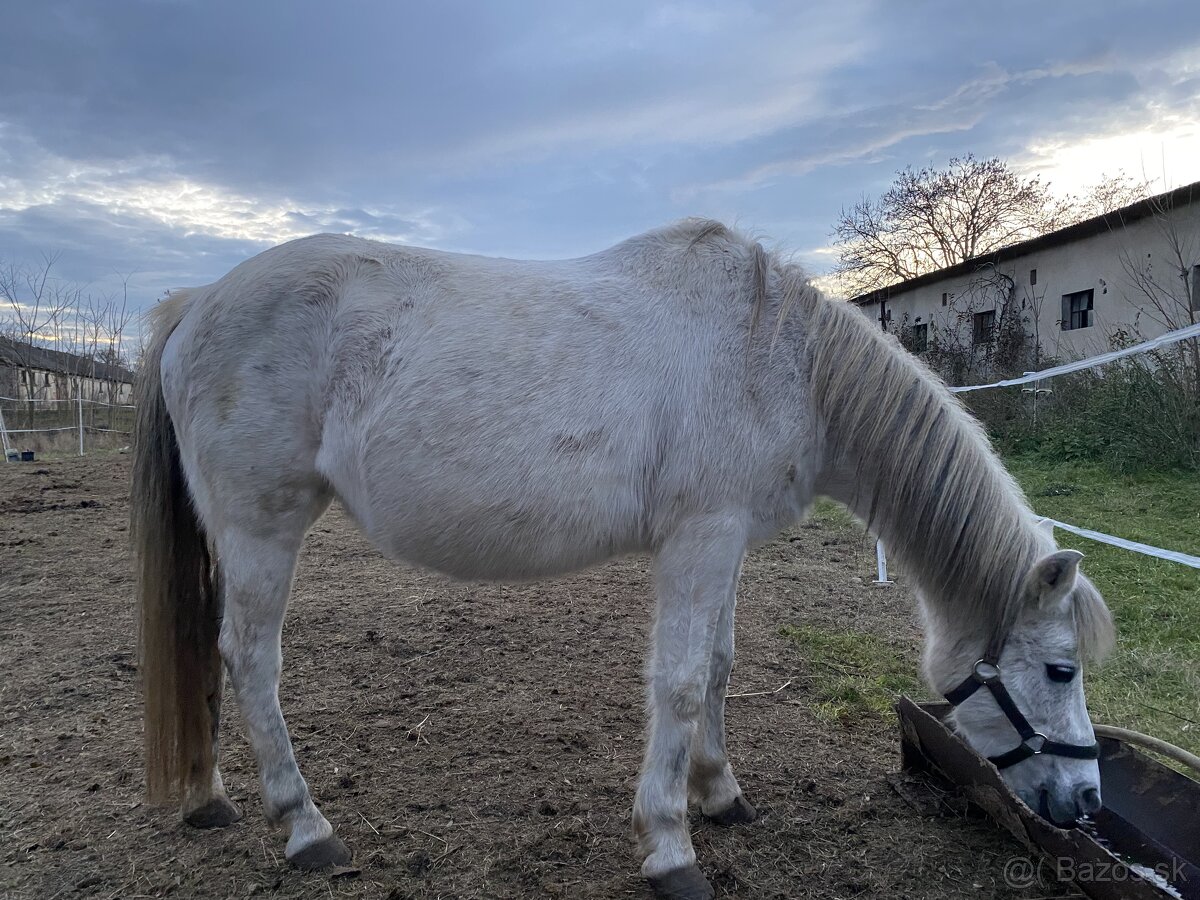 Predávam pony kobylu