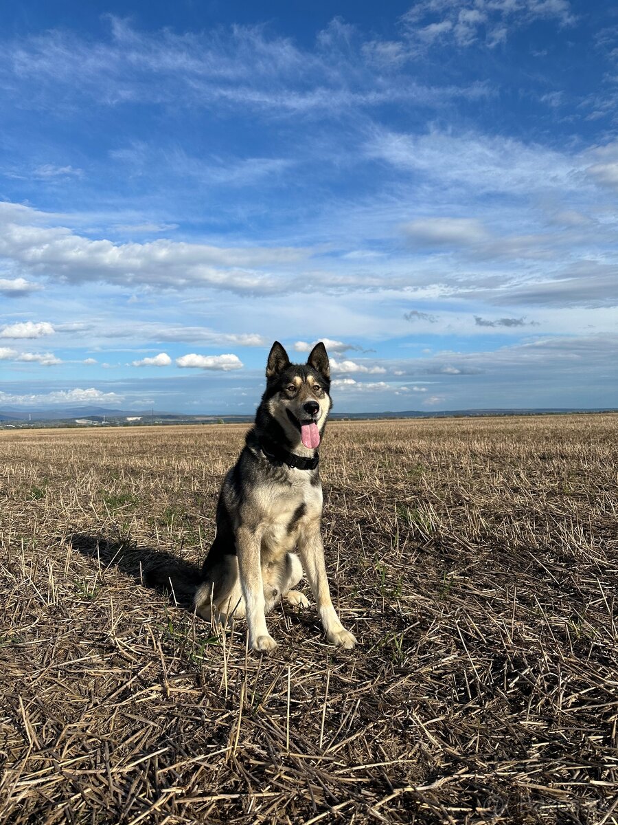 Sibírsky husky na krytie