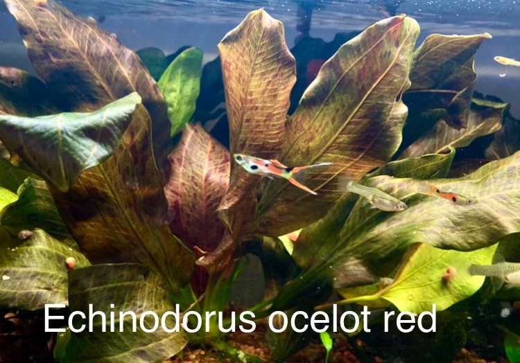 ECHINODORUS