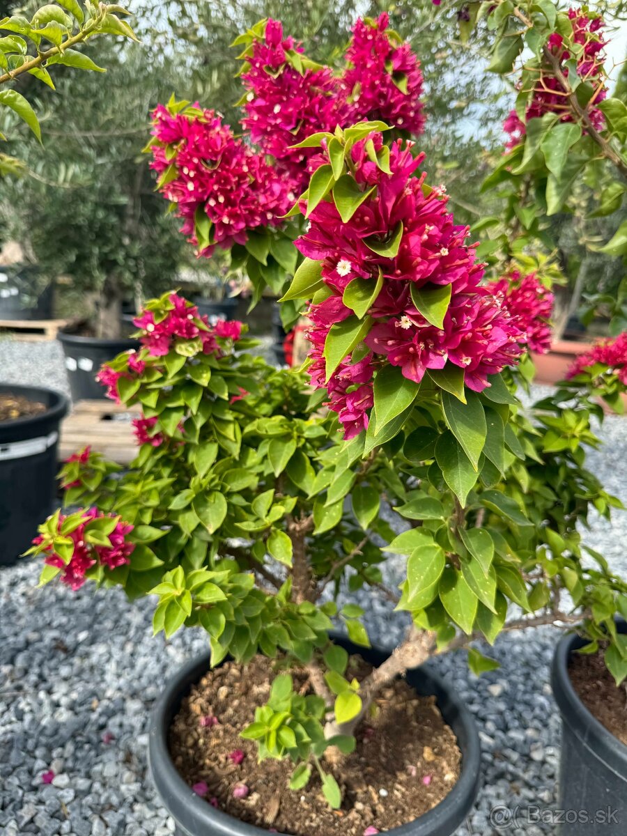 Predám Bougainvillea Color MIX – 30-litrové Bugenvilia