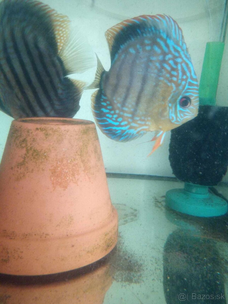 Discus Rio Nhamundá F2