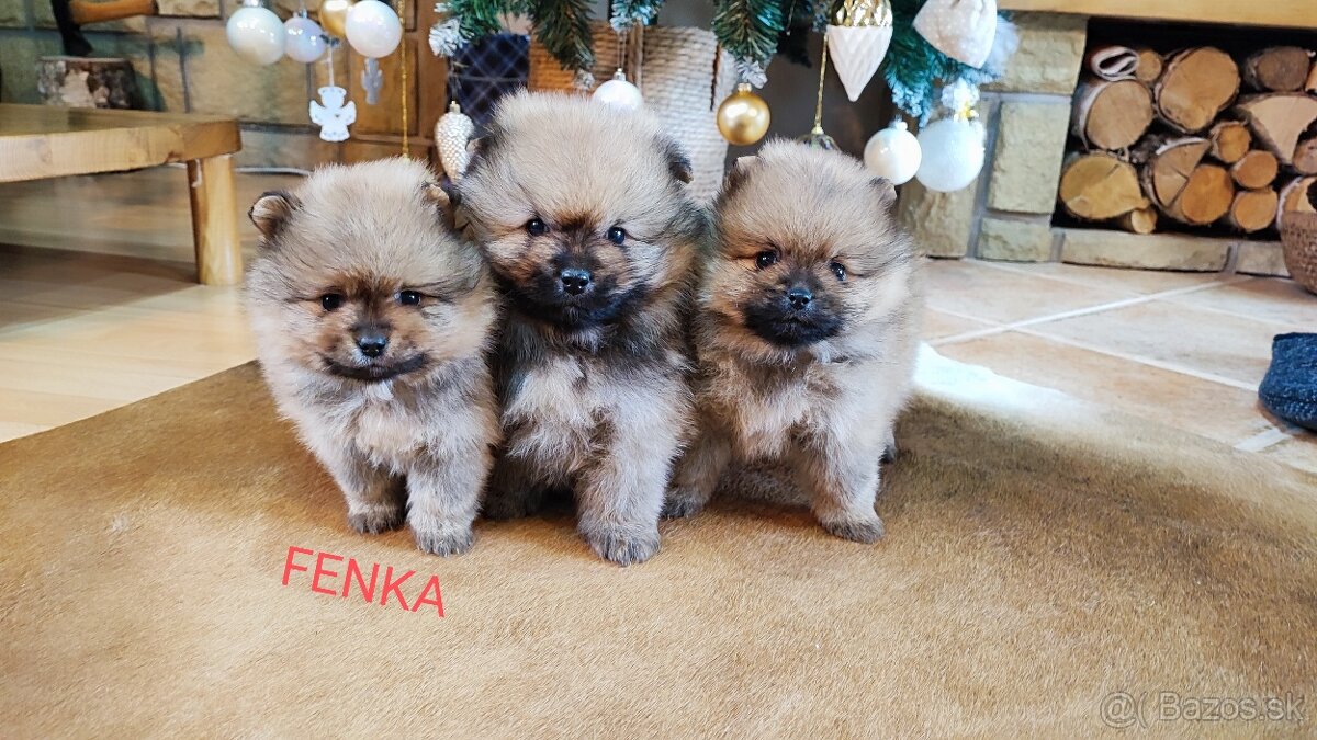 Predám fenku - nemecký špic/pomeranian