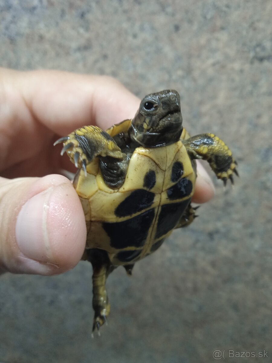 Suchozemska korytnačka (Testudo hermanni boettgeri)