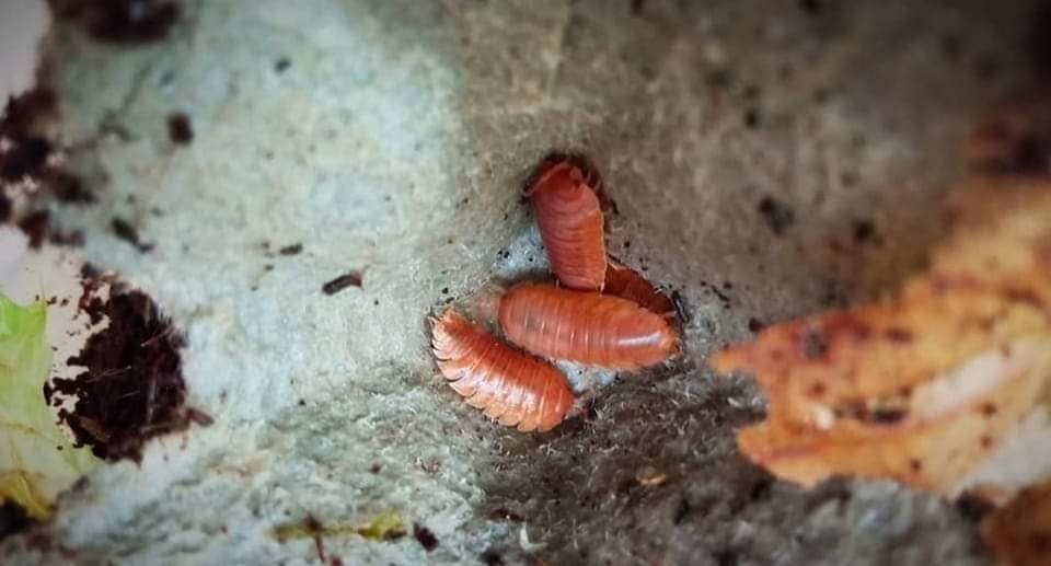 Isopody Porcellio leavis Orange