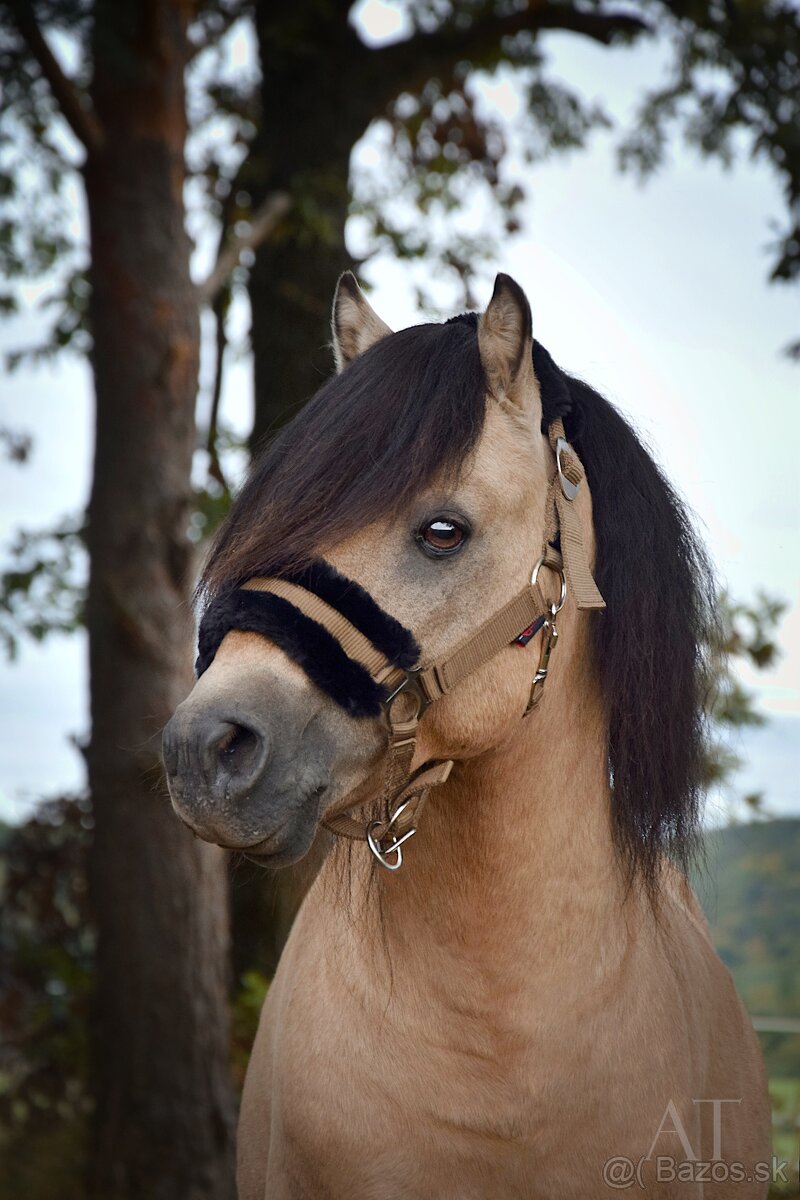 Charakterný pony žrebec