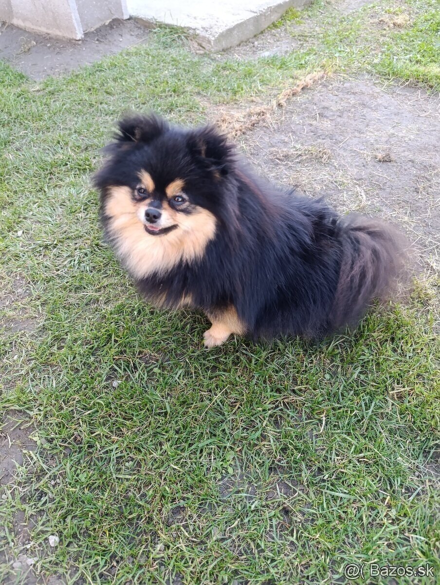 Pomeranian fenka